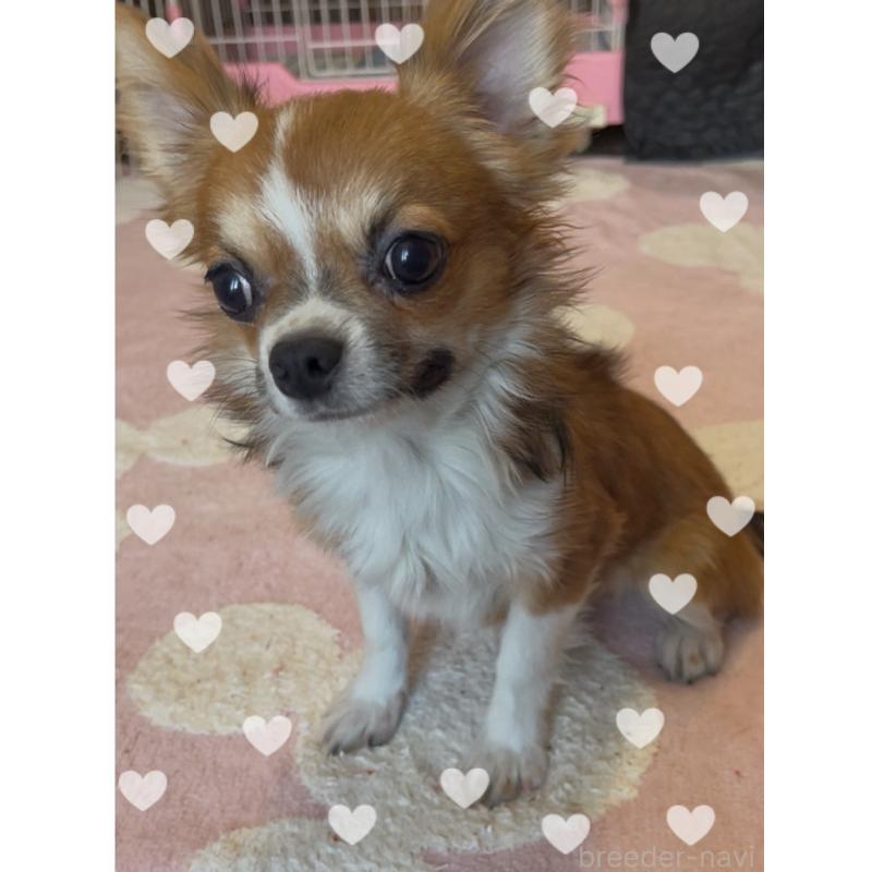 販売中の東京都のチワワ(ロングコート)-406740の6枚目