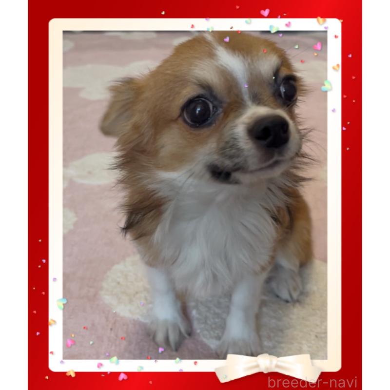 販売中の東京都のチワワ(ロングコート)-406740の5枚目