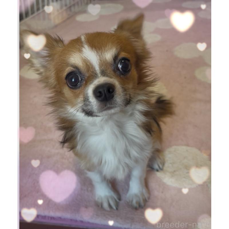 販売中の東京都のチワワ(ロングコート)-406740