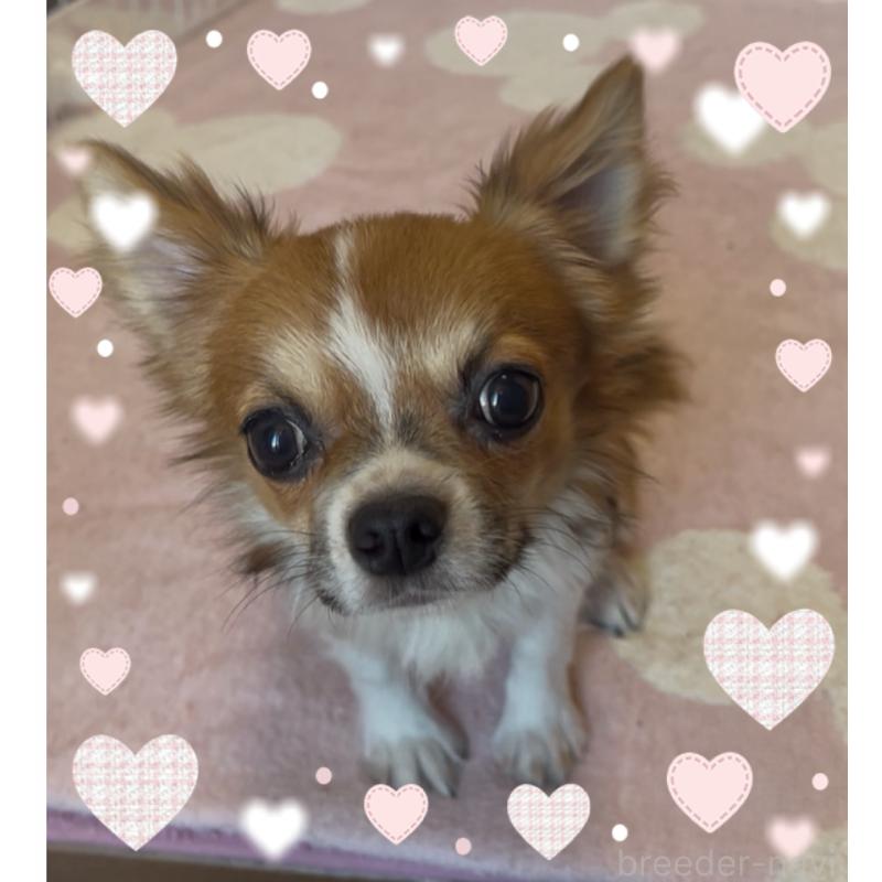 販売中の東京都のチワワ(ロングコート)-406740の4枚目