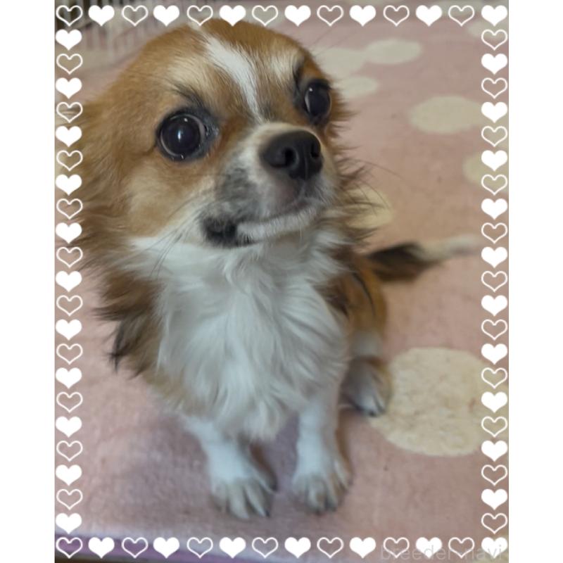 販売中の東京都のチワワ(ロングコート)-406740の3枚目