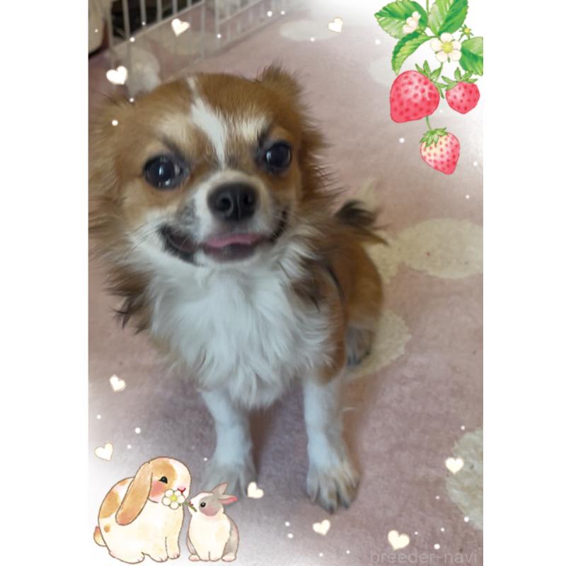 販売中の東京都のチワワ(ロングコート)-406740の2枚目