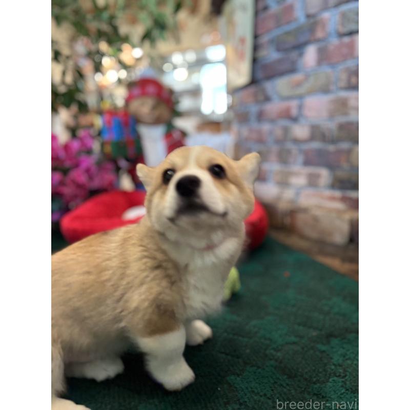 販売中の熊本県のウェルシュコーギーペンブローク-423908の2枚目