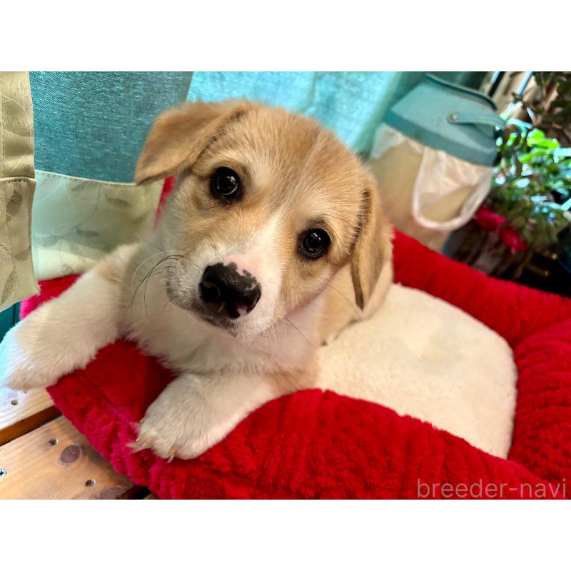 販売中の熊本県のウェルシュコーギーペンブローク-431538