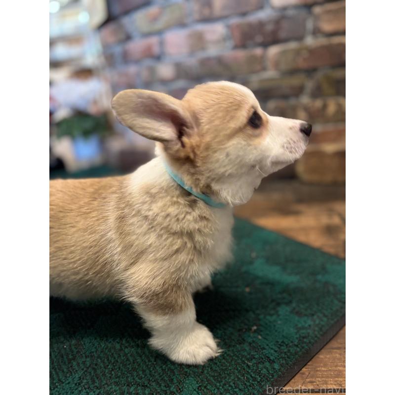 販売中の熊本県のウェルシュコーギーペンブローク-431547の6枚目