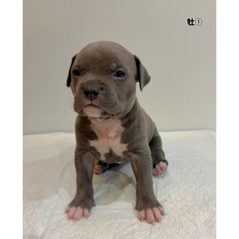 販売中の福岡県のアメリカンブリー-439535の1枚目