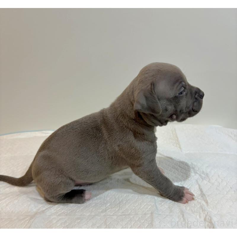 販売中の福岡県のアメリカンブリー-439535の4枚目