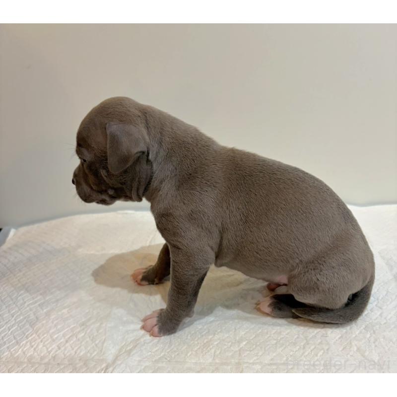 販売中の福岡県のアメリカンブリー-439535の3枚目