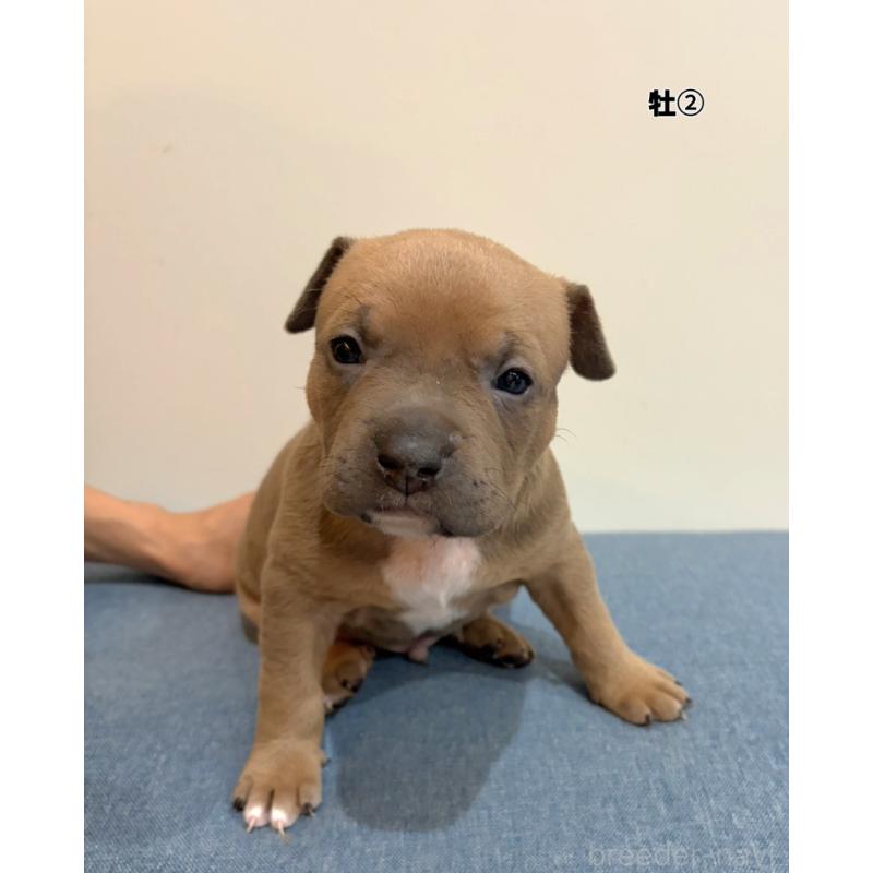 販売中の福岡県のアメリカンブリー-439536の1枚目