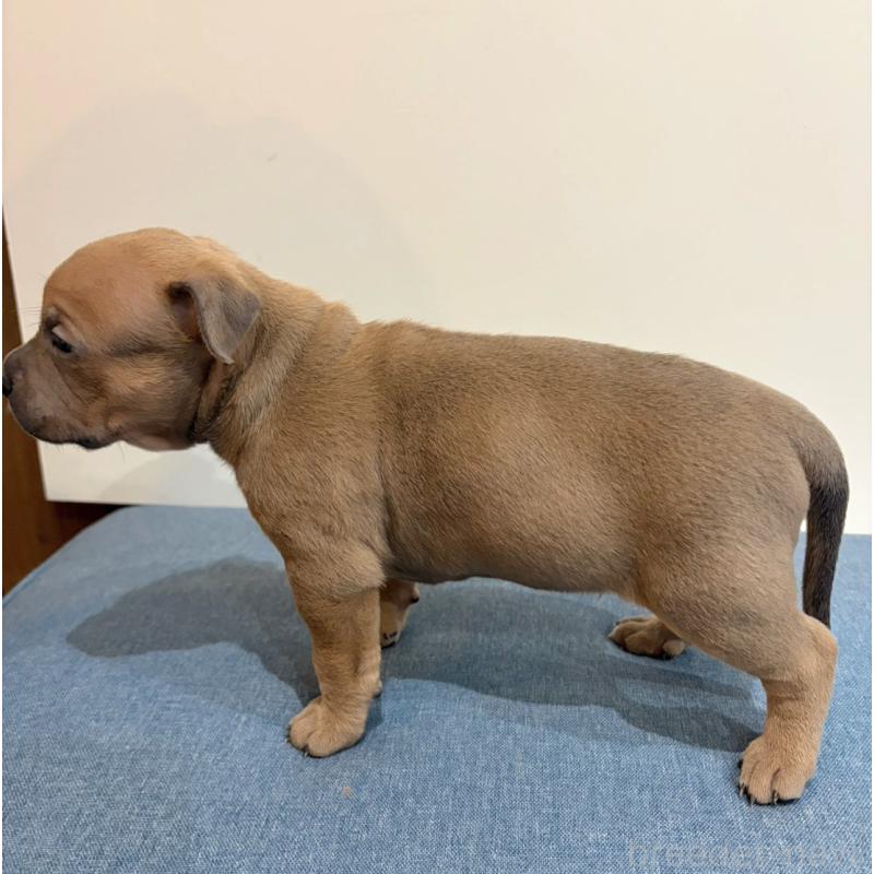 販売中の福岡県のアメリカンブリー-439536の4枚目