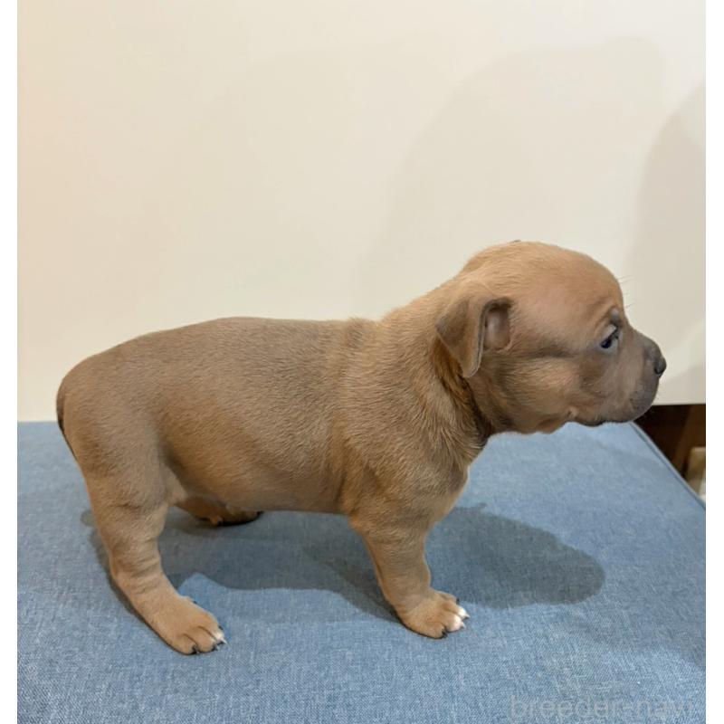 販売中の福岡県のアメリカンブリー-439536の3枚目