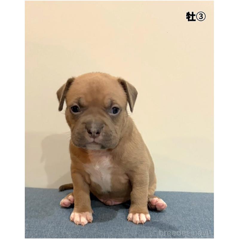 販売中の福岡県のアメリカンブリー-439537の1枚目