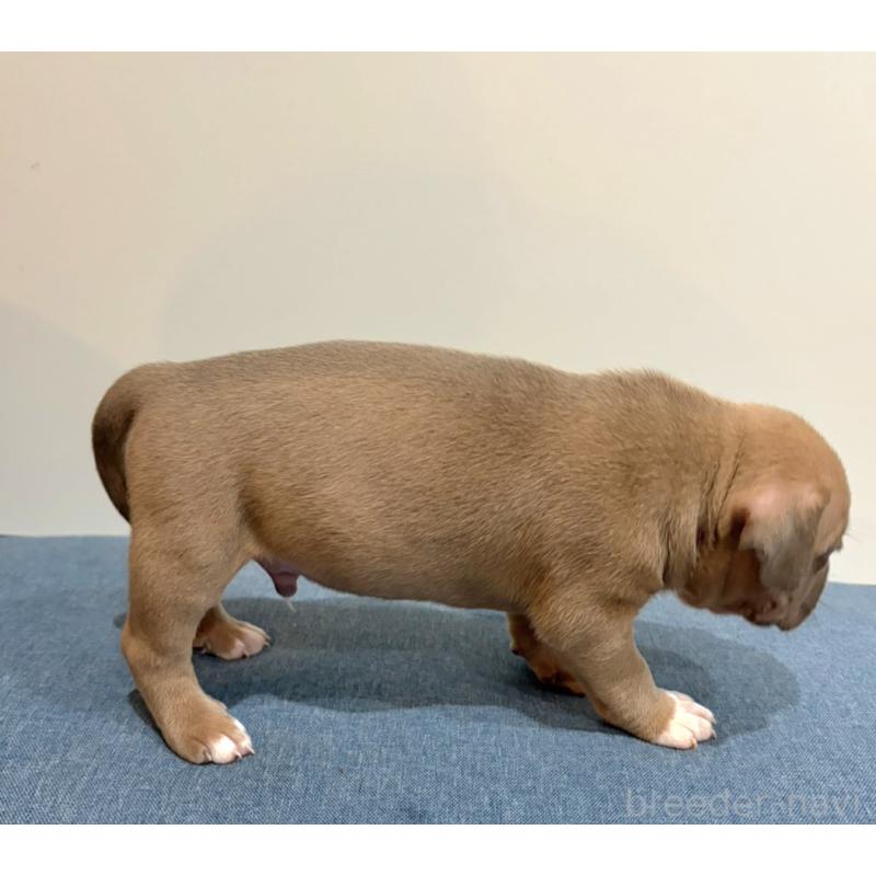 販売中の福岡県のアメリカンブリー-439537の4枚目