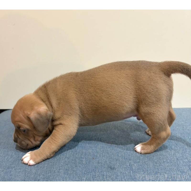 販売中の福岡県のアメリカンブリー-439537の3枚目