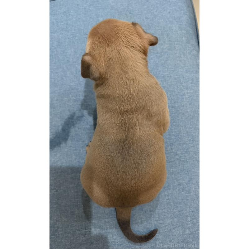 販売中の福岡県のアメリカンブリー-439537の2枚目