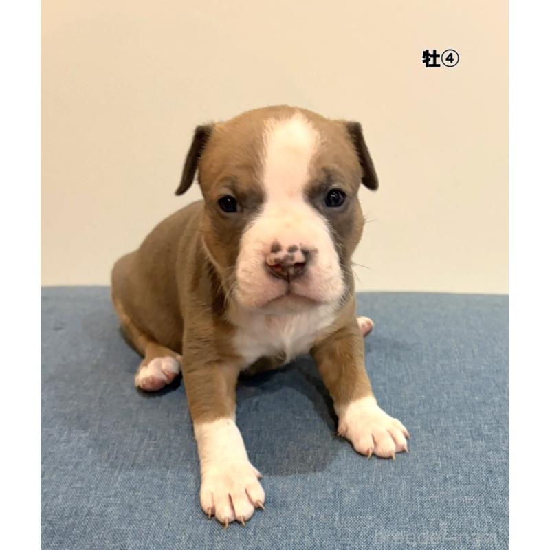 販売中の福岡県のアメリカンブリー-439538の1枚目