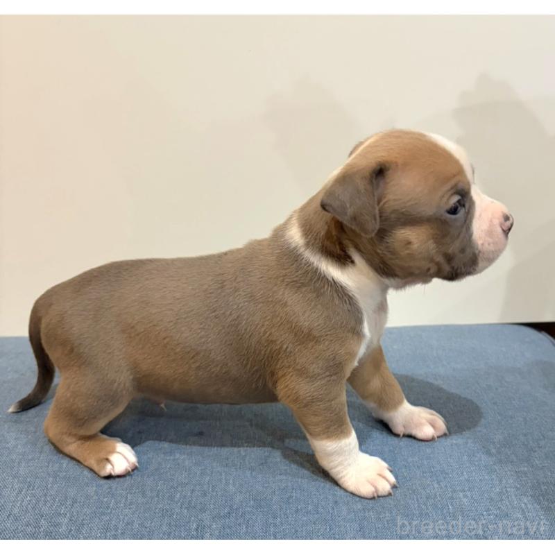 販売中の福岡県のアメリカンブリー-439538の4枚目