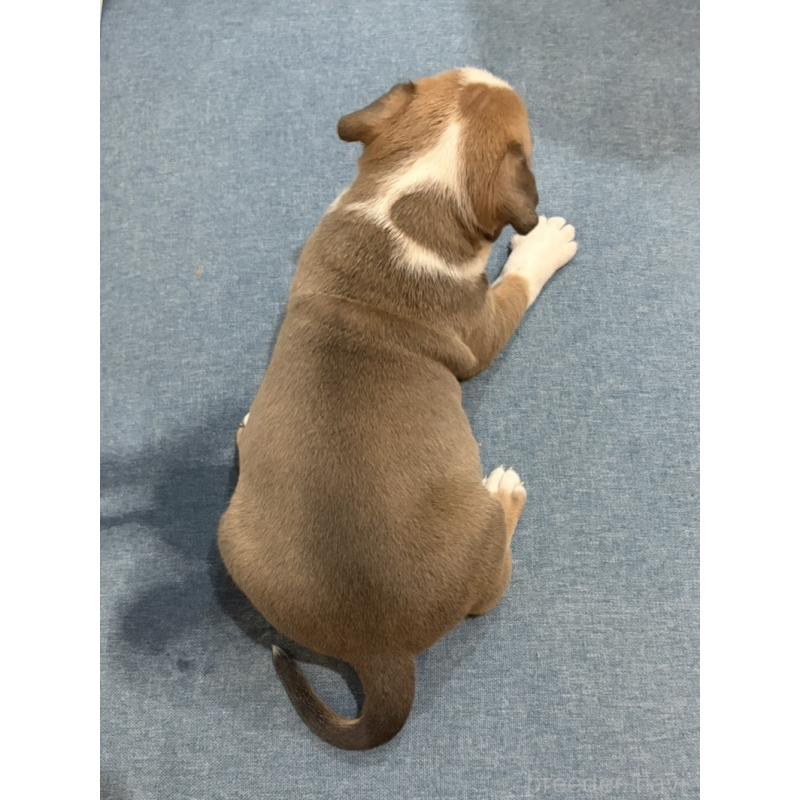 販売中の福岡県のアメリカンブリー-439538の2枚目