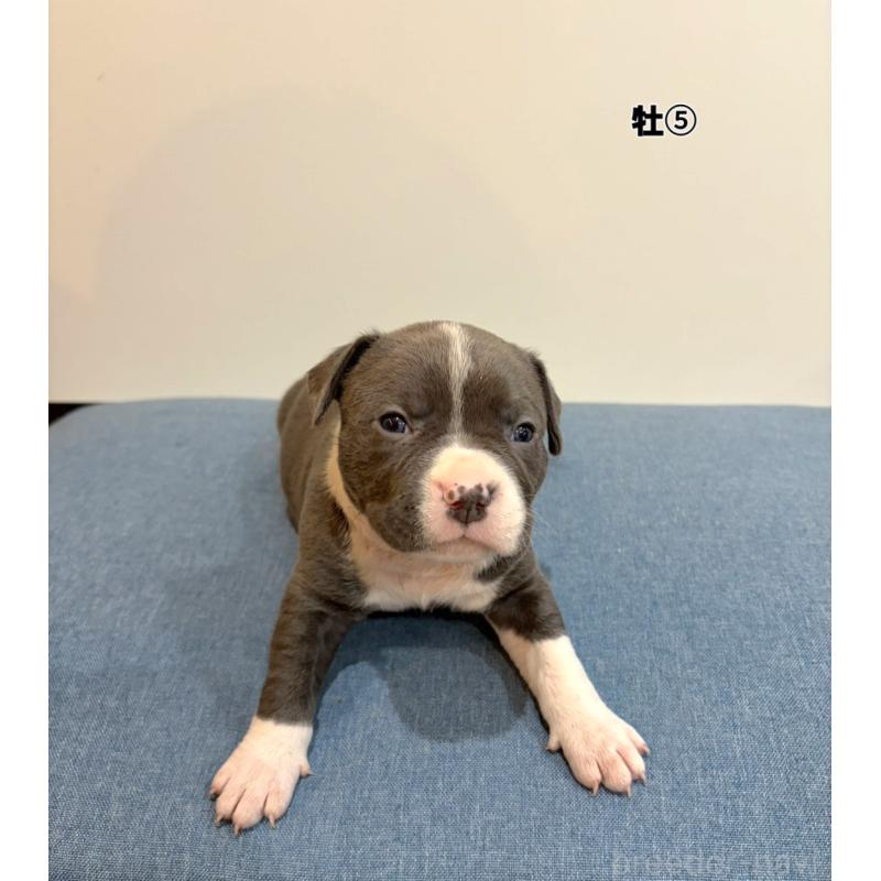 販売中の福岡県のアメリカンブリー-439539の1枚目