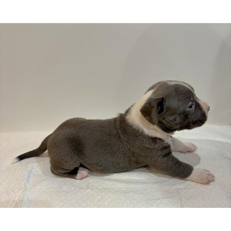 販売中の福岡県のアメリカンブリー-439539の4枚目