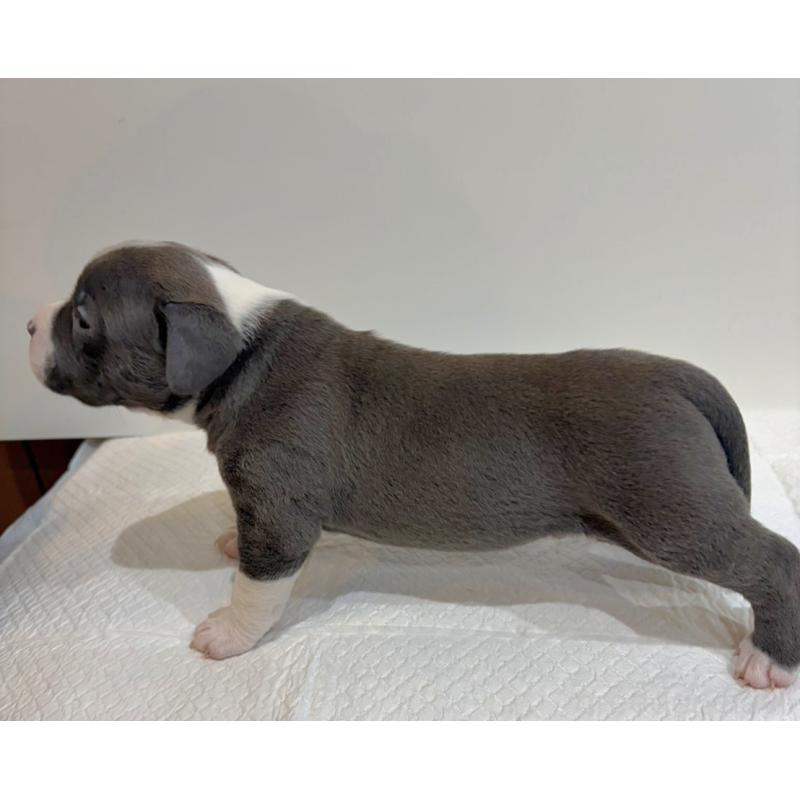 販売中の福岡県のアメリカンブリー-439539の3枚目