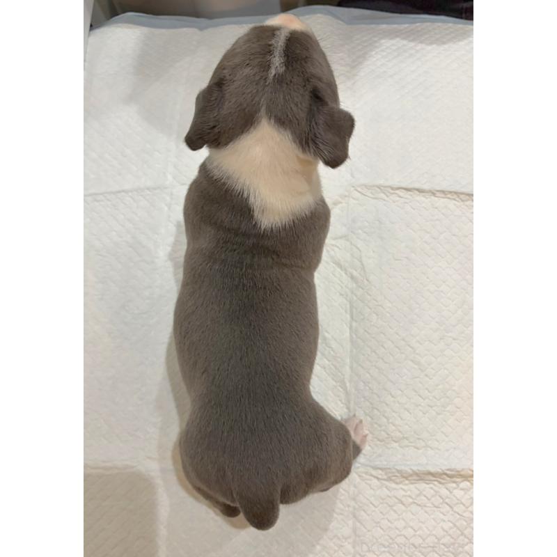 販売中の福岡県のアメリカンブリー-439539の2枚目