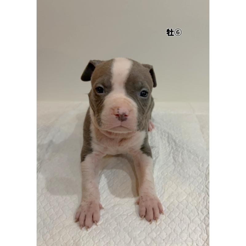 販売中の福岡県のアメリカンブリー-439540の1枚目