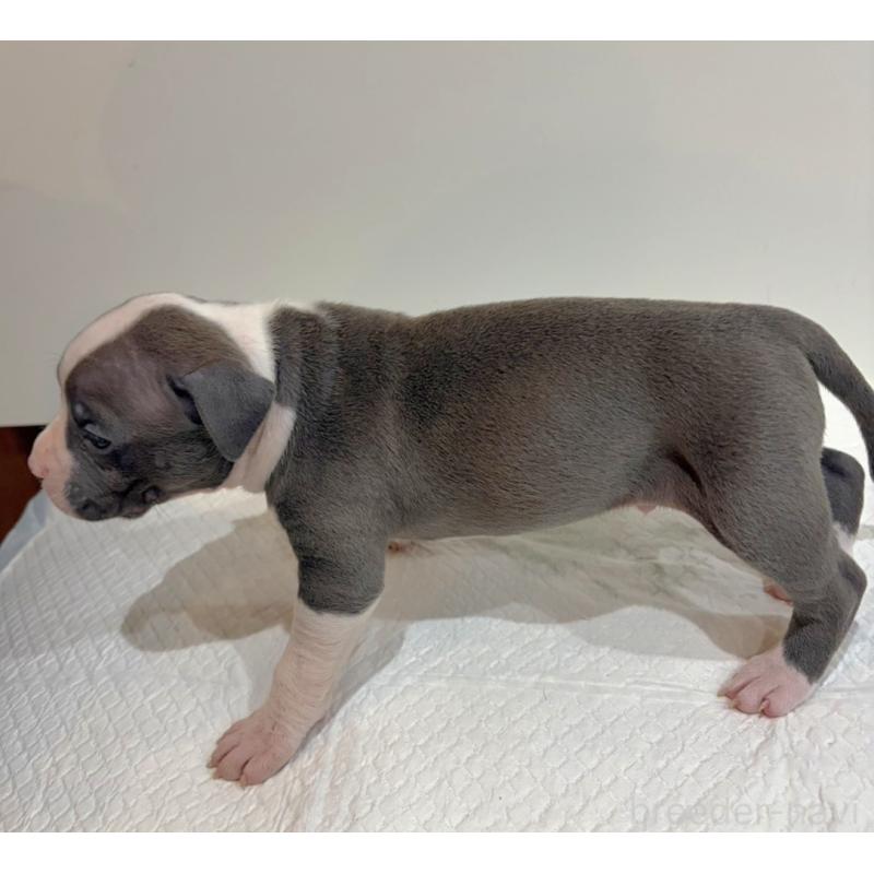 販売中の福岡県のアメリカンブリー-439540の3枚目