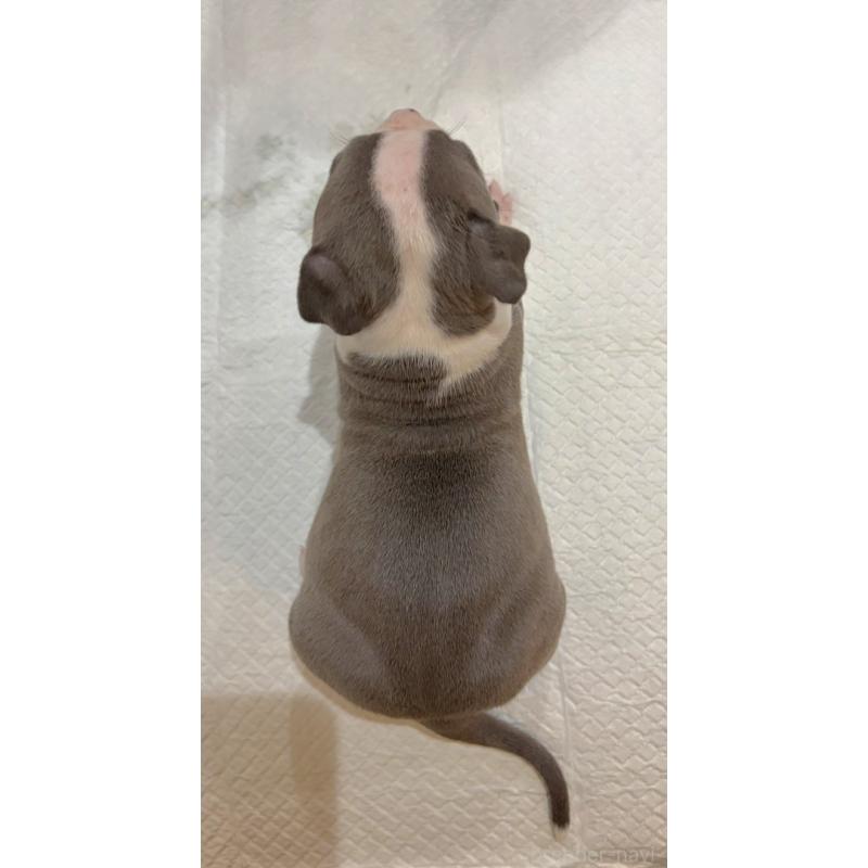 販売中の福岡県のアメリカンブリー-439540の2枚目