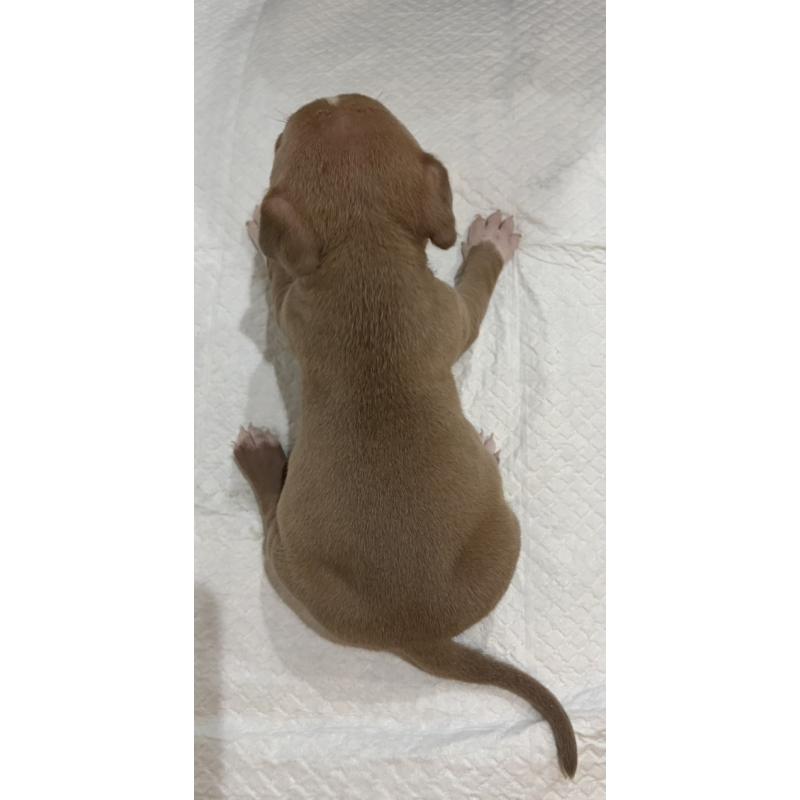 販売中の福岡県のアメリカンブリー-439541の2枚目