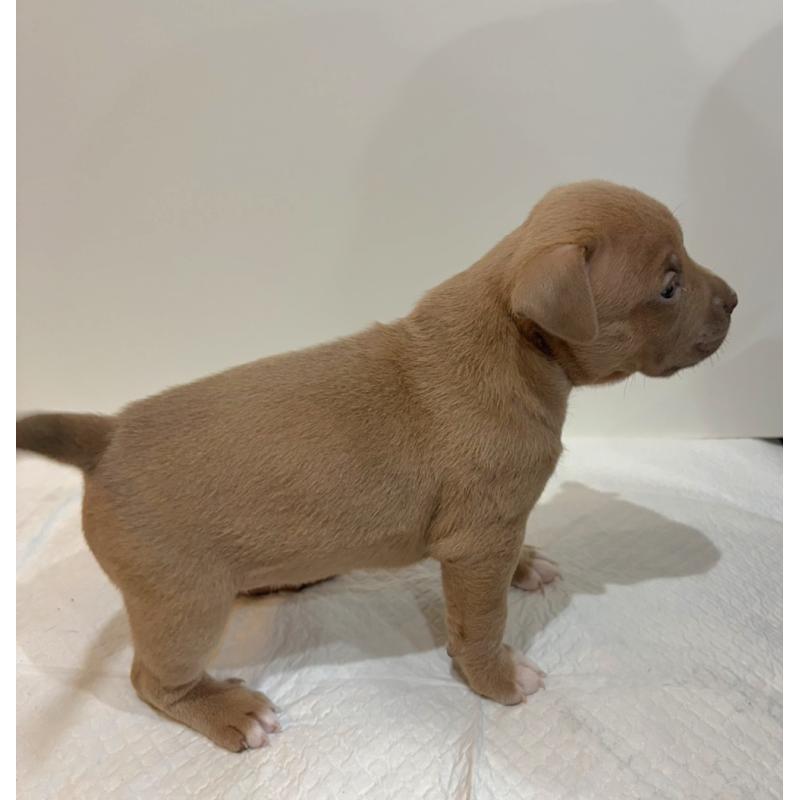 販売中の福岡県のアメリカンブリー-439542の4枚目