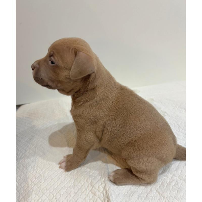 販売中の福岡県のアメリカンブリー-439542の3枚目