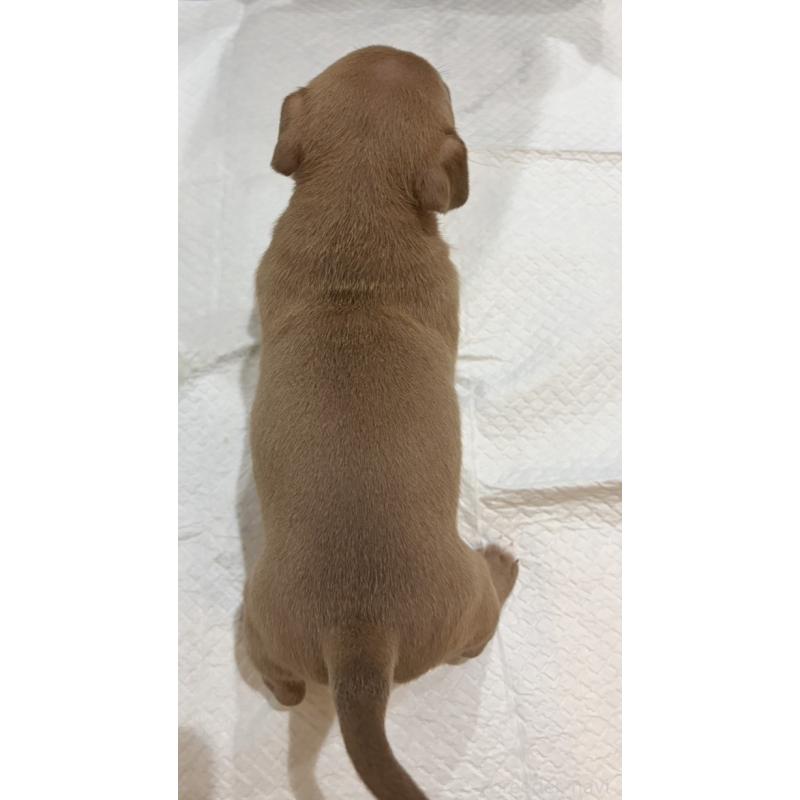 販売中の福岡県のアメリカンブリー-439542の2枚目