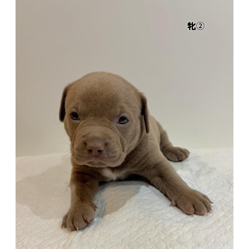 販売中の福岡県のアメリカンブリー-439544