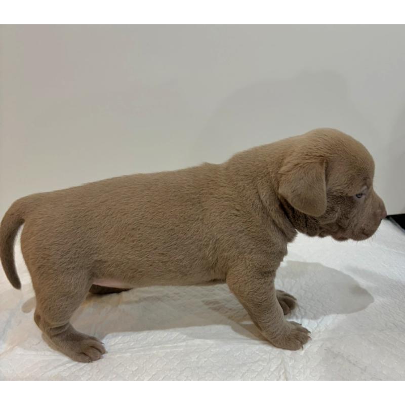 販売中の福岡県のアメリカンブリー-439544の4枚目