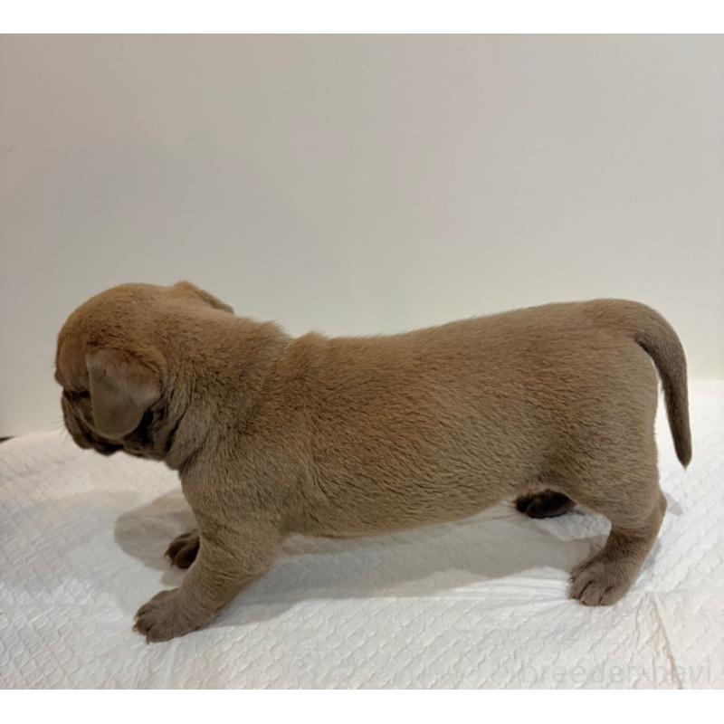 販売中の福岡県のアメリカンブリー-439544の3枚目