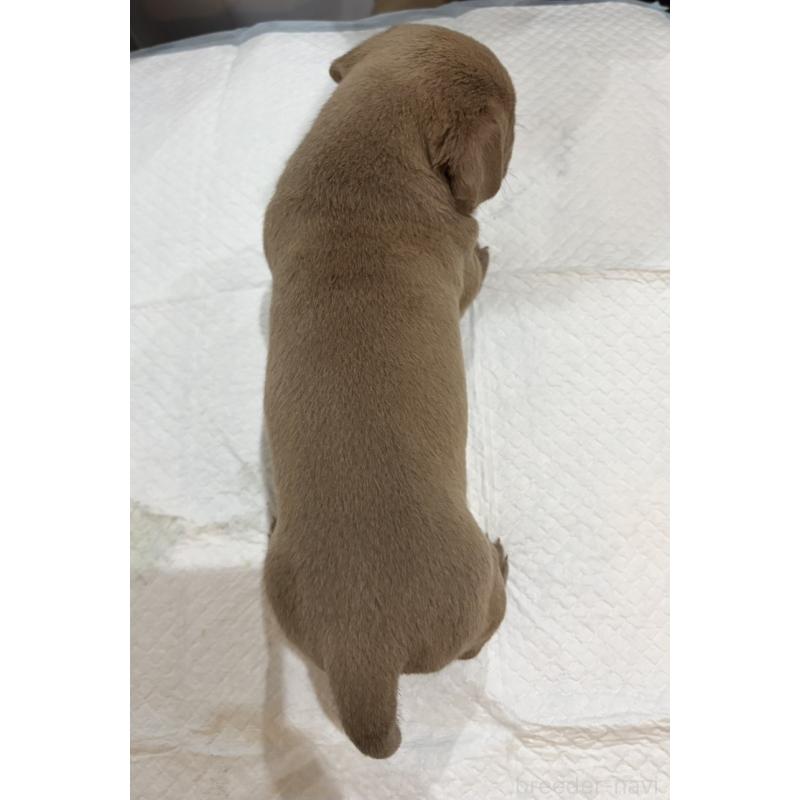 販売中の福岡県のアメリカンブリー-439544の2枚目