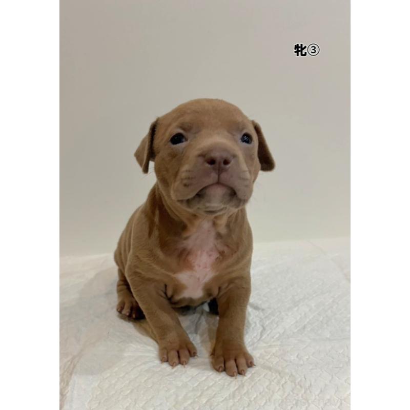 販売中の福岡県のアメリカンブリー-439545