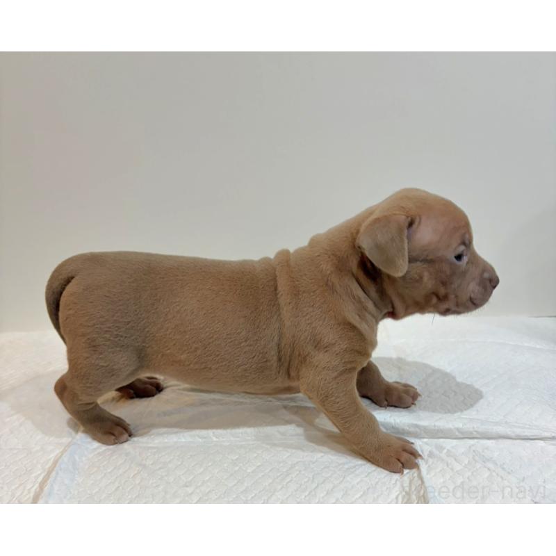 販売中の福岡県のアメリカンブリー-439545の4枚目