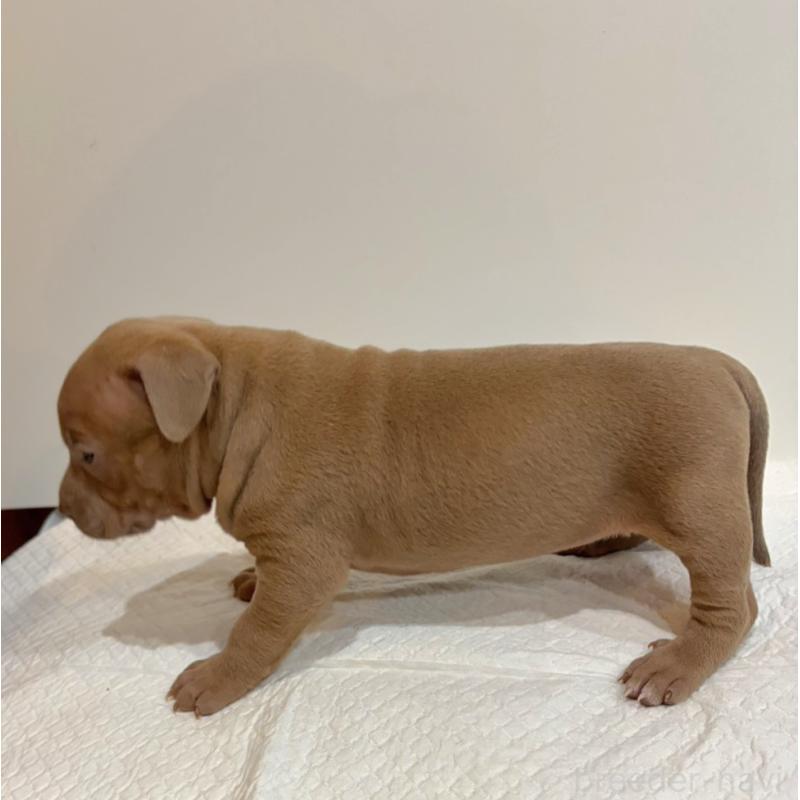 販売中の福岡県のアメリカンブリー-439545の3枚目