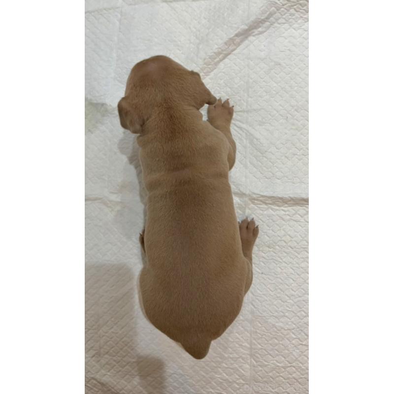 販売中の福岡県のアメリカンブリー-439545の2枚目