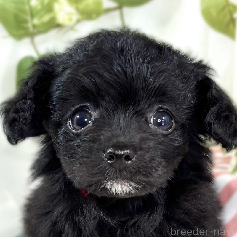 販売中ののチワプー:チワワ×トイプードル-438129