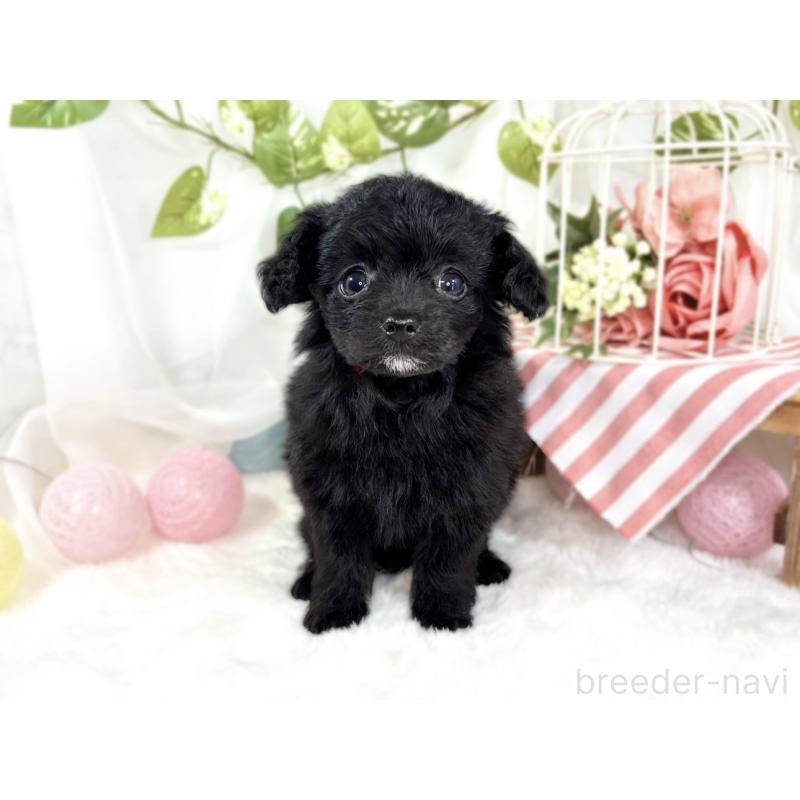 成約済の滋賀県のチワプー:チワワ×トイプードル-438129の4枚目