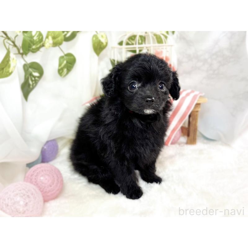 成約済の滋賀県のチワプー:チワワ×トイプードル-438129の3枚目