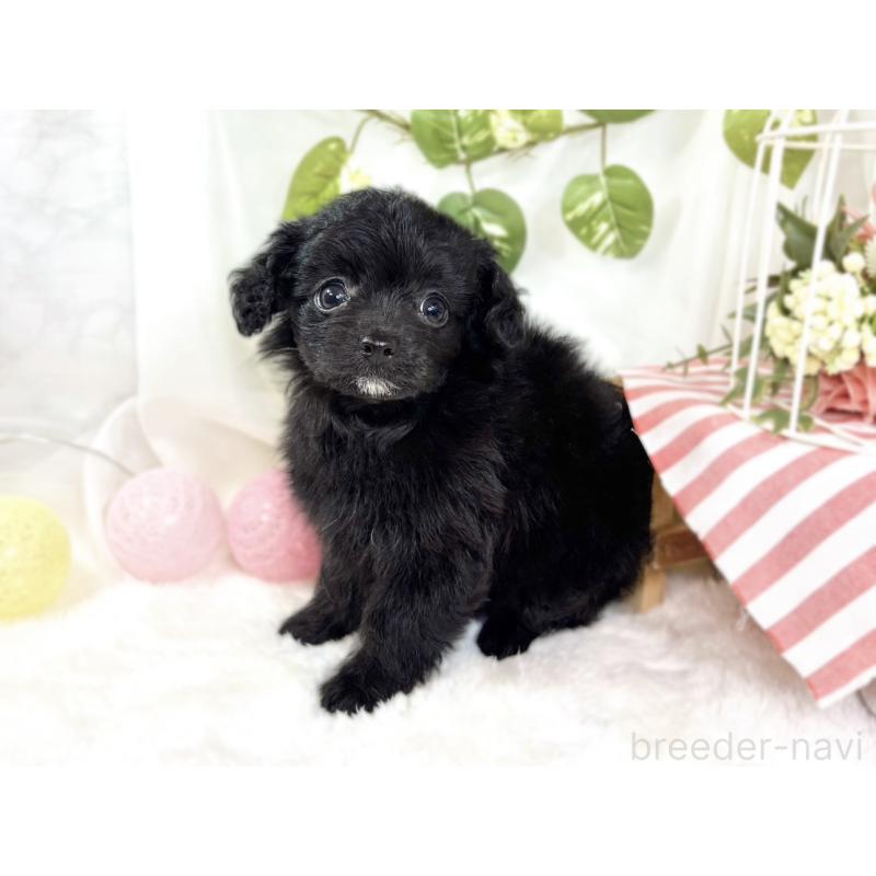 成約済の滋賀県のチワプー:チワワ×トイプードル-438129の2枚目