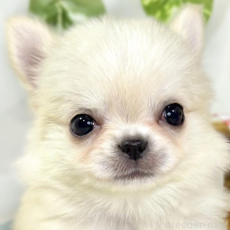 成約済ののチワワ(ロングコート)-438130