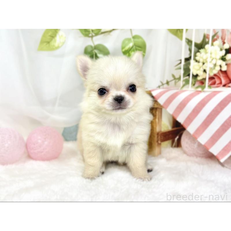 成約済の滋賀県のチワワ(ロングコート)-438130の4枚目