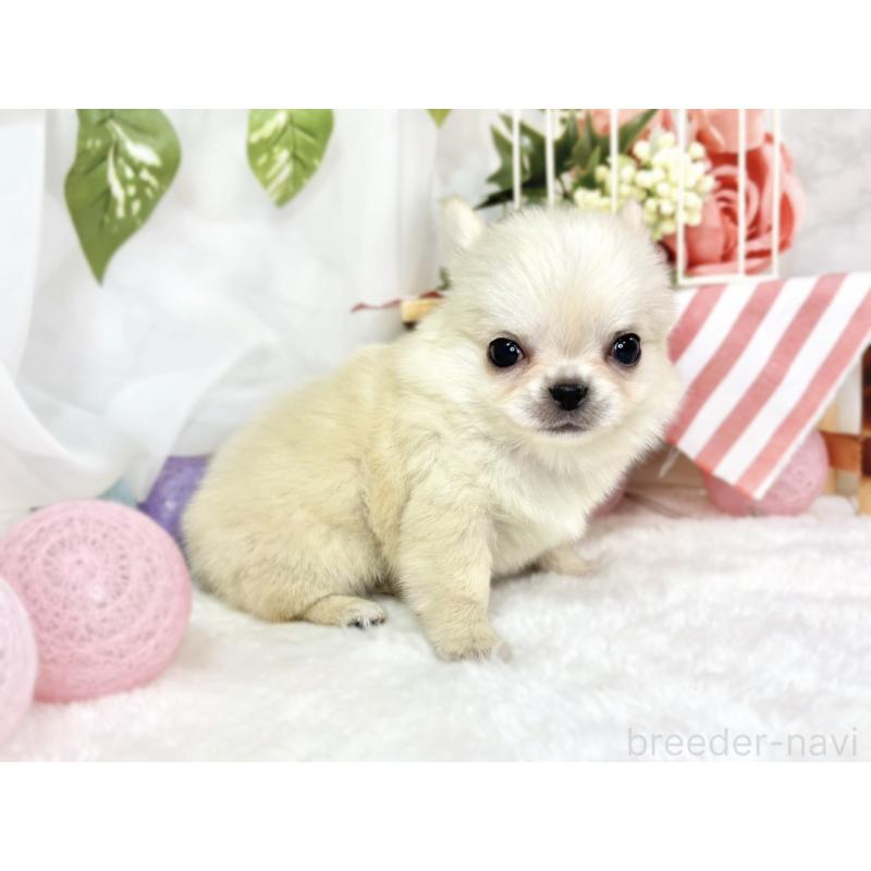 成約済の滋賀県のチワワ(ロングコート)-438130の3枚目