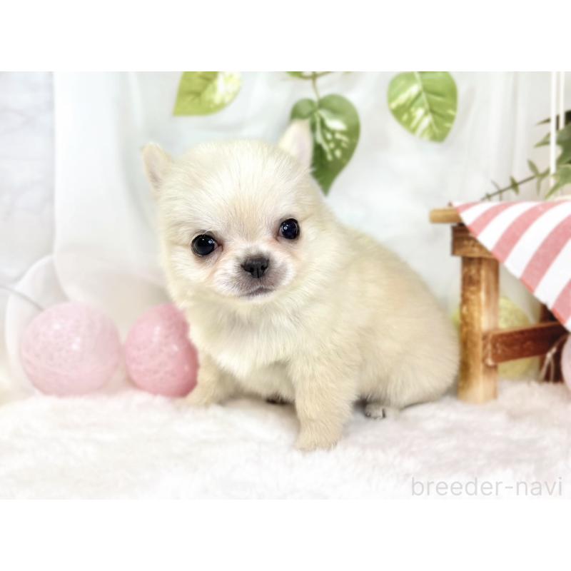 成約済の滋賀県のチワワ(ロングコート)-438130の2枚目