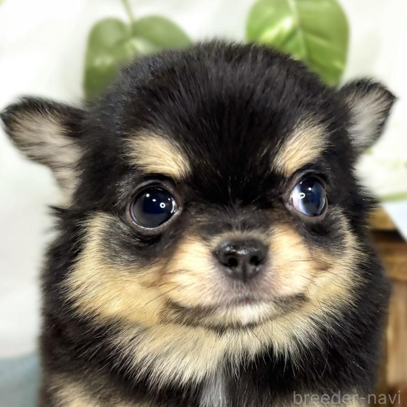 成約済の滋賀県のチワワ(ロングコート)-438132の1枚目